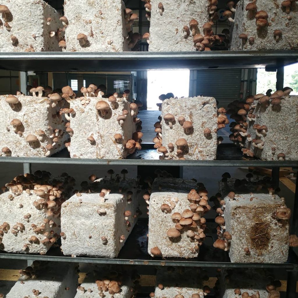 étagère de culture de champignons